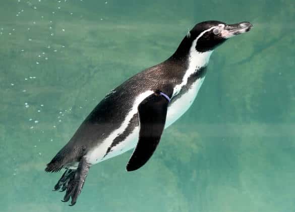 動物図鑑・フンボルトペンギン